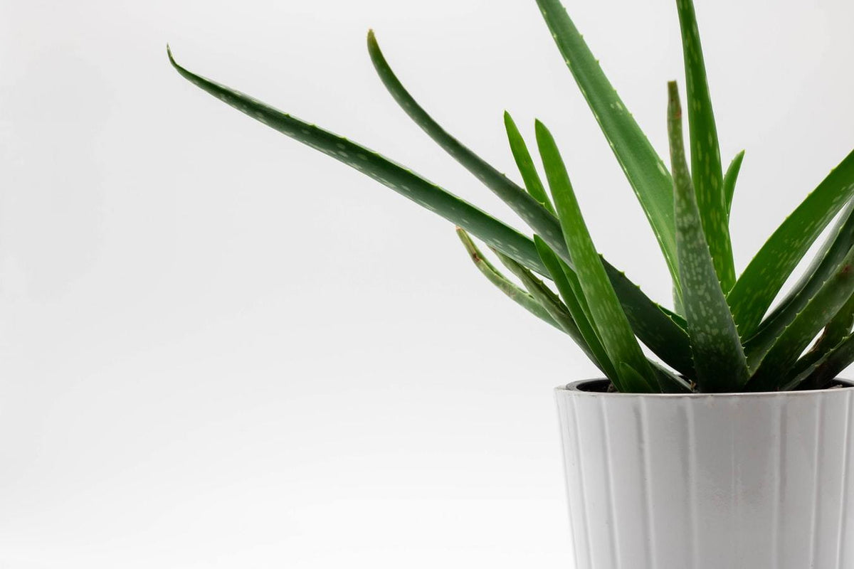 aloe vera body lotion Aloe Vera Lotion - Made with ORGANIC Aloe main image 0